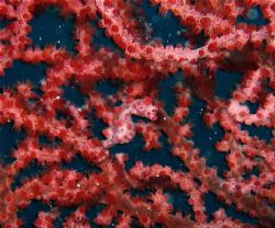 Pygmy seahorse! Cool disguise or what! by Alex Lim 